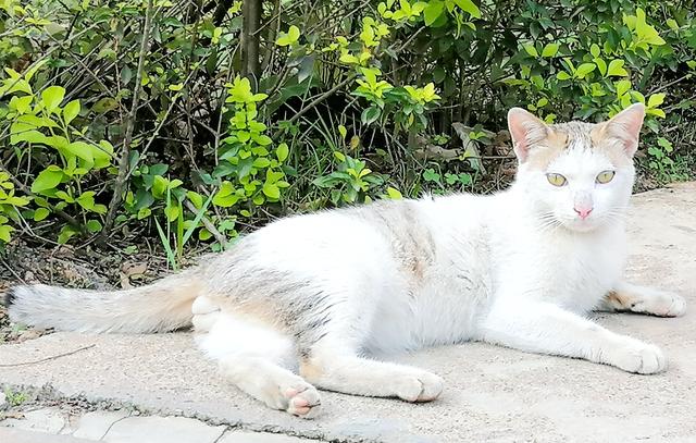 离成都最近的一个市,建生态旅游岛,占地1580亩,投资32亿元