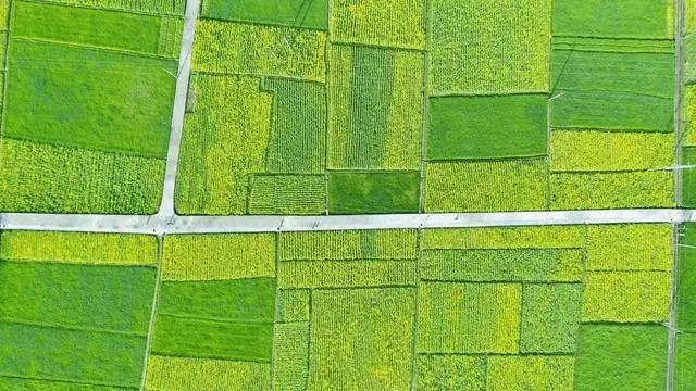 四川最美乡村公路在旺苍，一大片油菜花令人流连忘返