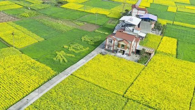 四川最美乡村公路在旺苍，一大片油菜花令人流连忘返