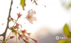 夕阳余晖下玉渊潭中樱花