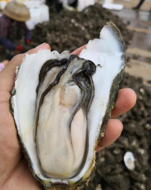 必尝的八大湛江美食,本地人都在吃,没吃过就白去湛江了