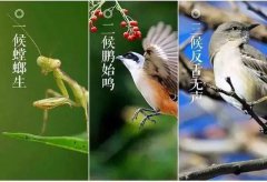 芒种三候