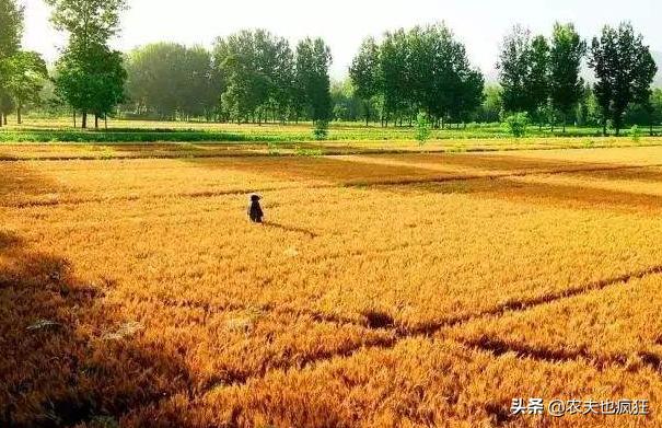 明日芒种,芒种是啥意思?为何小满节气过后不是大满而是芒种?
