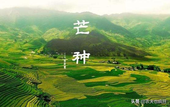 明日芒种,芒种是啥意思?为何小满节气过后不是大满而是芒种?