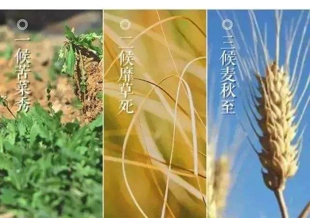 小满：中国最有智慧的节气