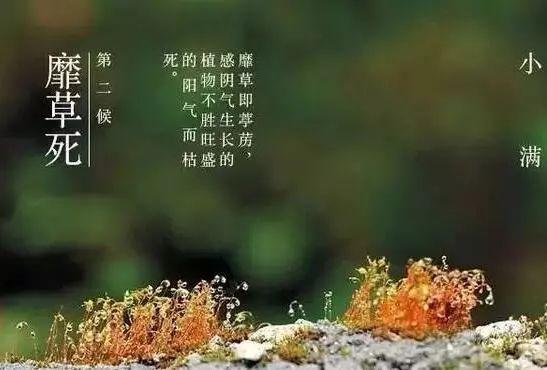 二十四节气专题—小满