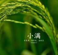 二十四节气专题—小满