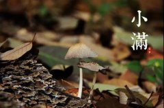 小满：夜莺啼绿柳 皓月醒