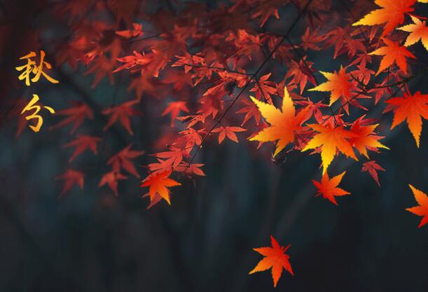 秋分节气特点 秋分的物候特征是什么