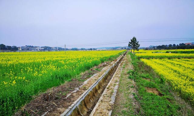 湖南岳阳：金灿灿的油菜花盛开 美不胜收