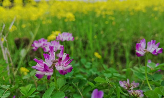 湖南岳阳：金灿灿的油菜花盛开 美不胜收