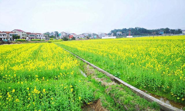 湖南岳阳：金灿灿的油菜花盛开 美不胜收