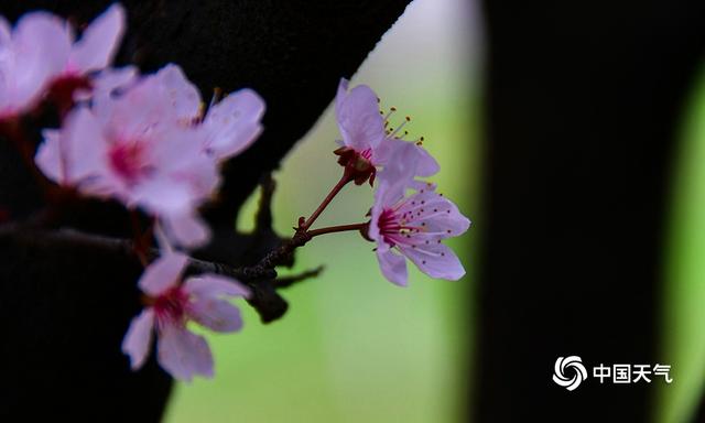 湖南衡阳：蒸水河畔春花盛开 春景如画