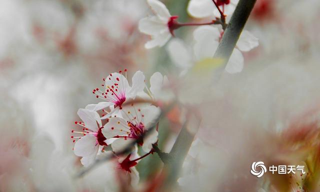 湖南衡阳：蒸水河畔春花盛开 春景如画