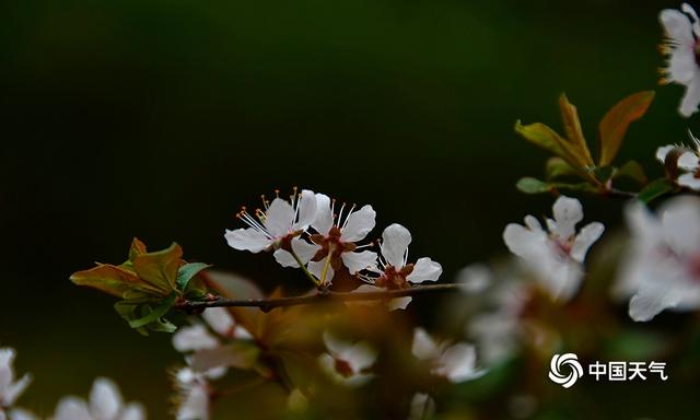 湖南衡阳：蒸水河畔春花盛开 春景如画