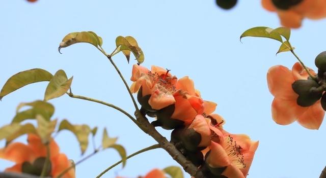 春暖花开鸟枝头