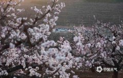 河北唐山遵化市的杏花陆