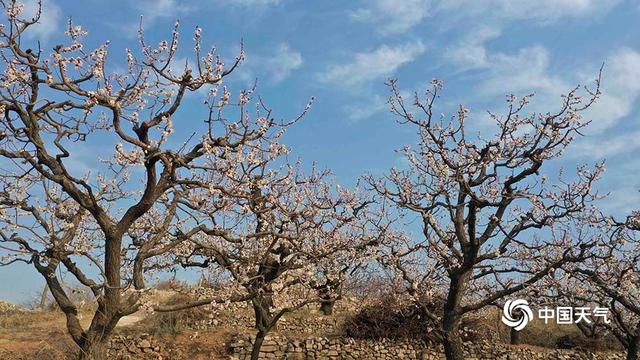 河北遵化杏花笑枝头 果农授粉忙