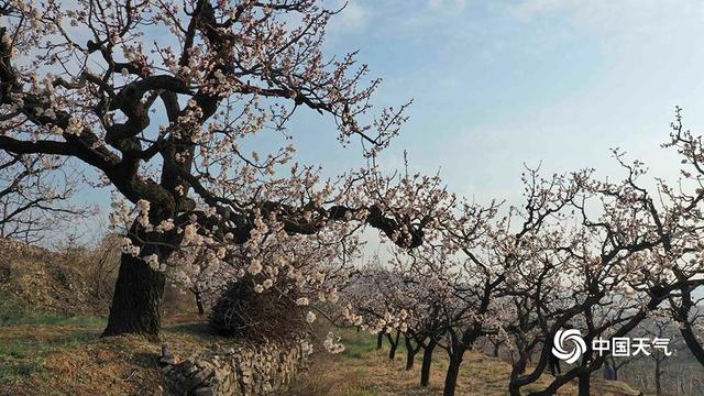 河北遵化杏花笑枝头 果农授粉忙