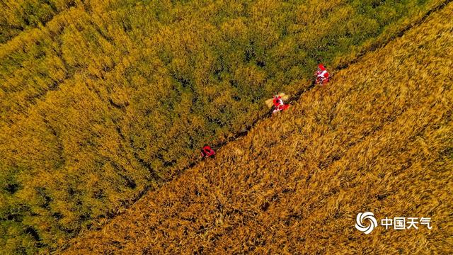 云南弥勒：风吹麦浪 收获的味道