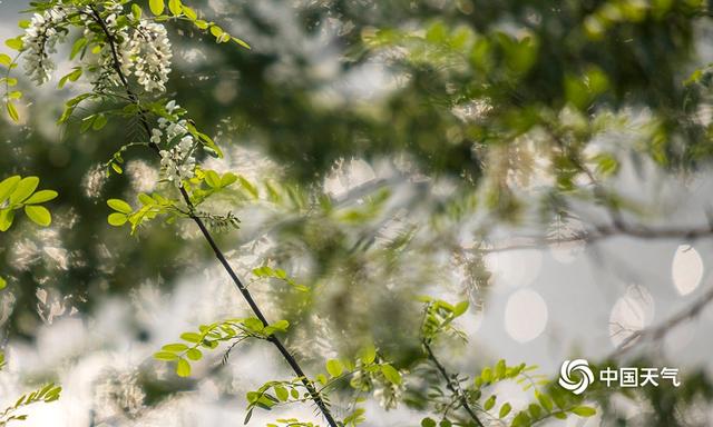 重庆嘉陵江边洋槐花儿挂满枝