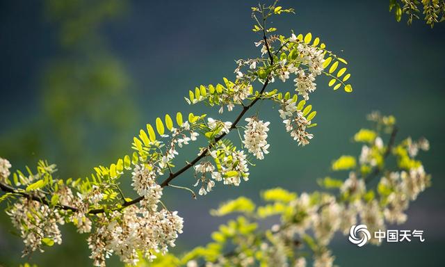 重庆嘉陵江边洋槐花儿挂满枝