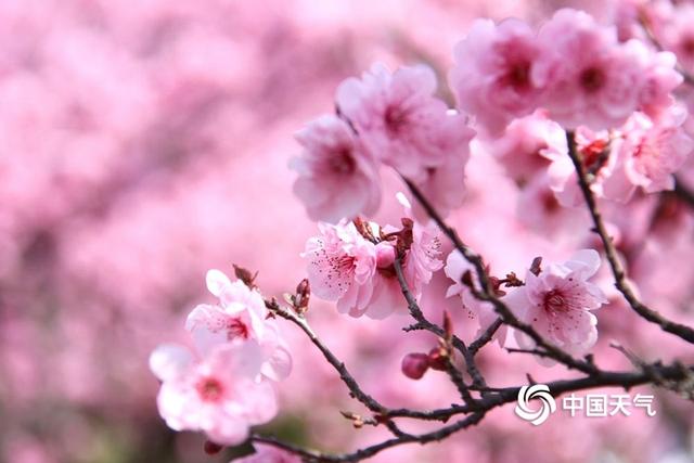 浪漫春天 山东威海粉嫩樱花超梦幻