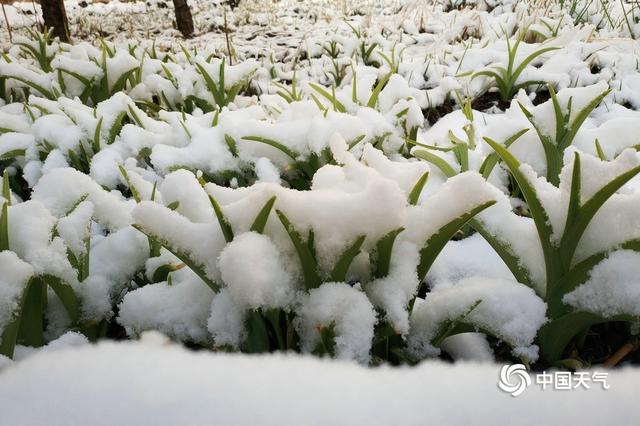 甘肃碌曲：雪后阳光初照万物静