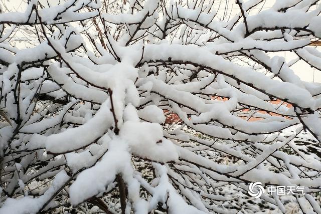 甘肃碌曲：雪后阳光初照万物静