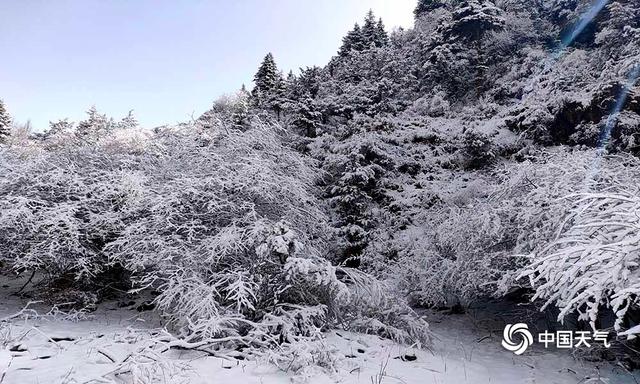 青海玛可河林区降中雪 利牧草返青生长