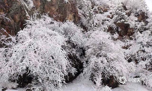 青海玛可河林区降中雪 利牧草返青生长