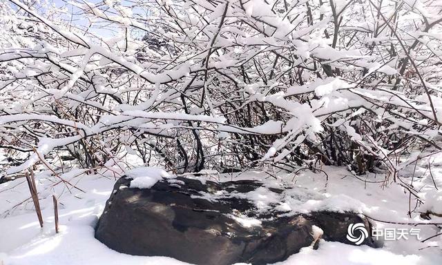 青海玛可河林区降中雪 利牧草返青生长