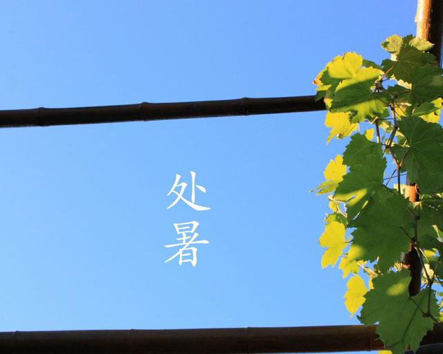 关于处暑的这些小知识,你的孩子知道吗?