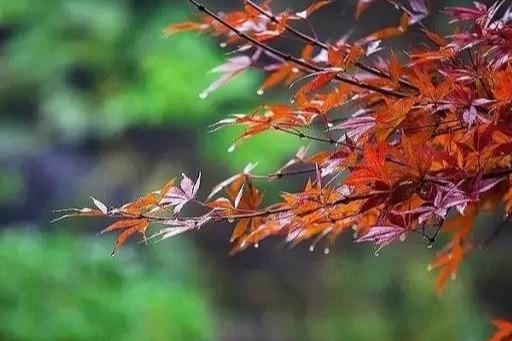 处暑节气意味着什么?处暑节气有哪些小知识