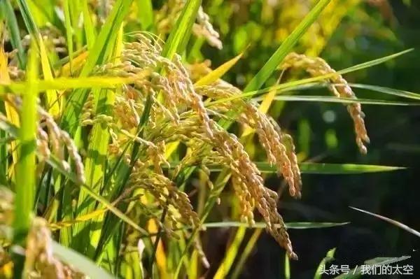 处暑|最热的日子总算过去了,这些养生常识要牢记哦