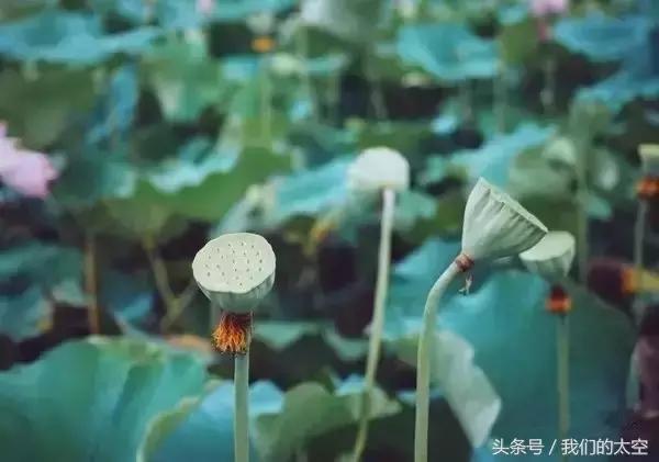 处暑|最热的日子总算过去了,这些养生常识要牢记哦