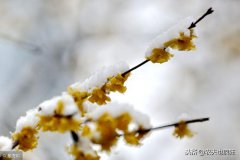 大寒将至，老祖宗传下的