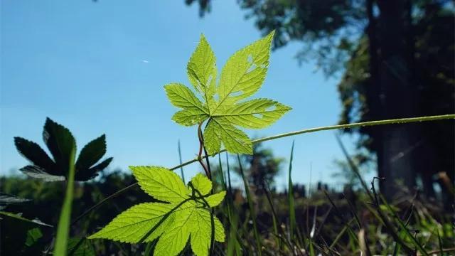 夏至来临，您对这些小常识都了解多少？