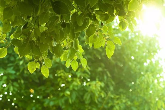 二十四节气科普知识手册之夏至