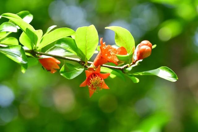 二十四节气科普知识手册之夏至