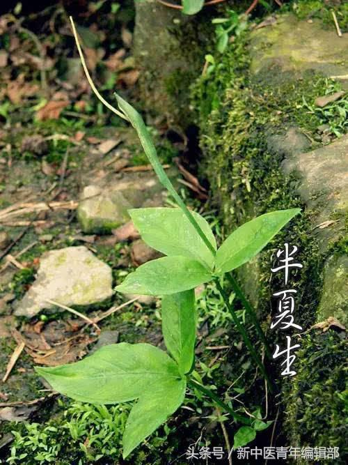 节气常识——夏至的礼遇