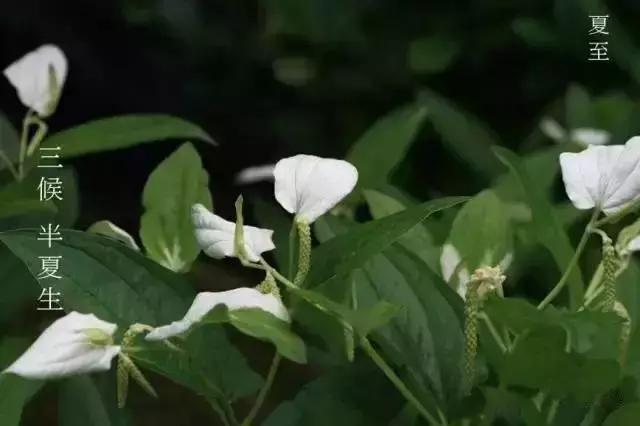今日夏至,你必须知道的养生知识