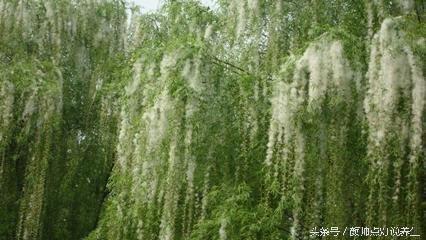 二十四节气养生要旨（谷雨）