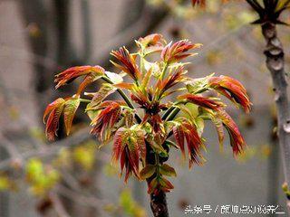 二十四节气养生要旨（谷雨）