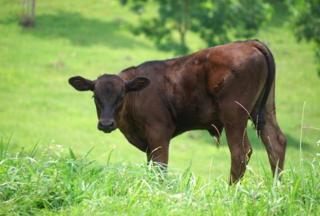 日本食记：神户牛并不存在？揭秘风靡全球的“神户牛肉”