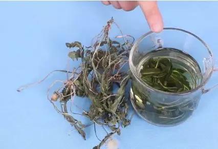 蒲公英是泡水好还是煮着喝好呢?现在学还不晚,别不当回事