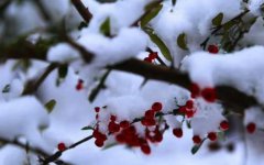 飞冰雪花是什么意思