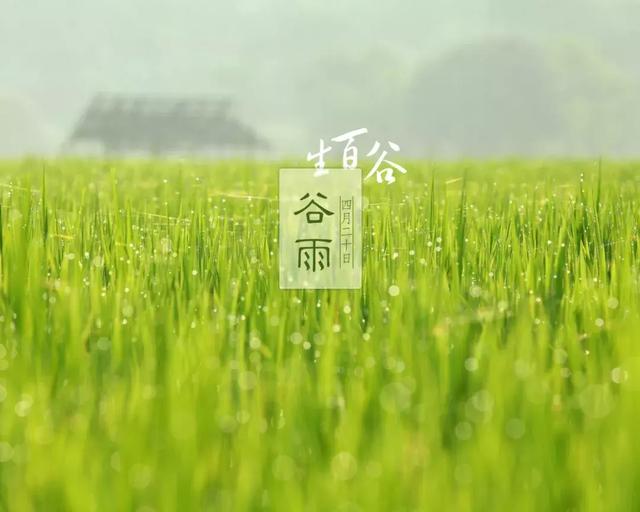 谷雨 | 好雨生百谷,人归草木间