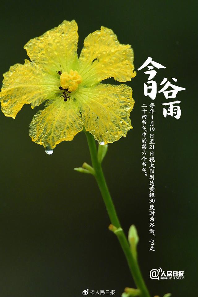 今日谷雨,你准备好迎接夏天了吗?