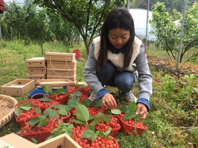 “谷雨时节樱桃红”,桐庐百江镇千亩樱桃太诱人